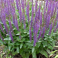 Salvia