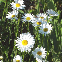 Shasta Daisy