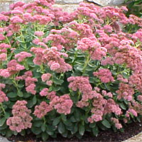 Sedum