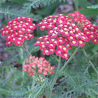 Yarrow