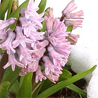 Hyacinth