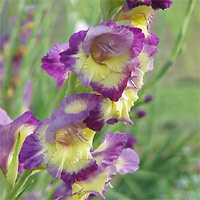 Gladiolus