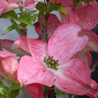 Dogwood