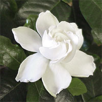 Gardenia