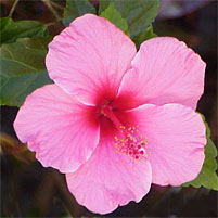 Hibiscus