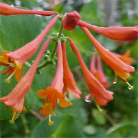 Honeysuckle