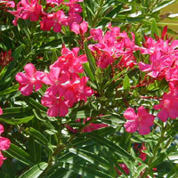 Oleander