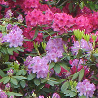 Rhododendron