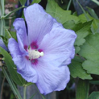 Rose of Sharon