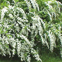 Spirea