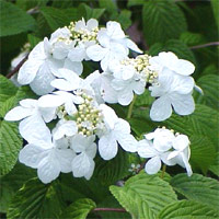 Viburnum