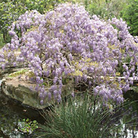 Wisteria