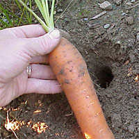 Carrot