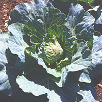 Cabbage