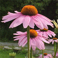 Coneflower