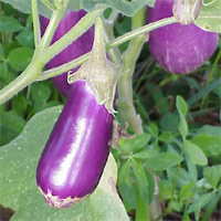 Eggplant