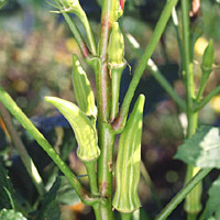 Okra