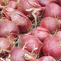 Onion