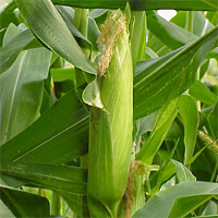 Sweet Corn