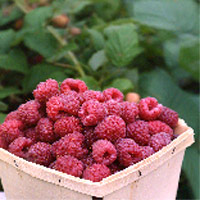 Raspberry