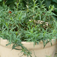 French Tarragon