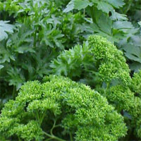 Parsley