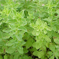 Oregano