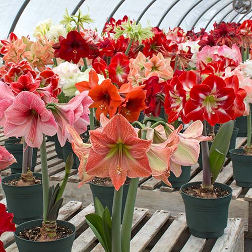 Amaryllis in Greenhouse