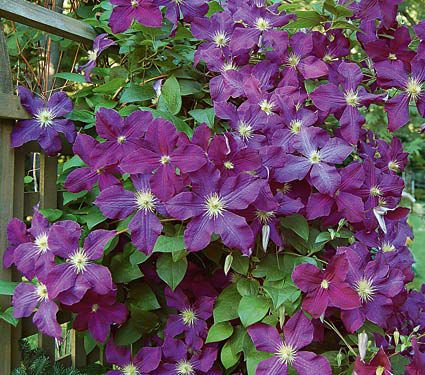 Clematis Etoile Violette