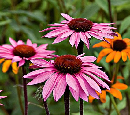 Echinacea purpurea Prairie Pillars™ Merlot