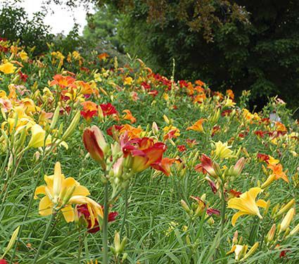 Unique 50 Daylily Collection