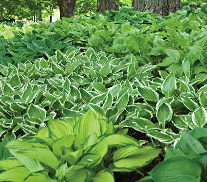 Emerald Isle Hosta Collection