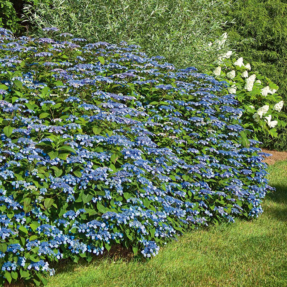 Hydrangea Blue Billow