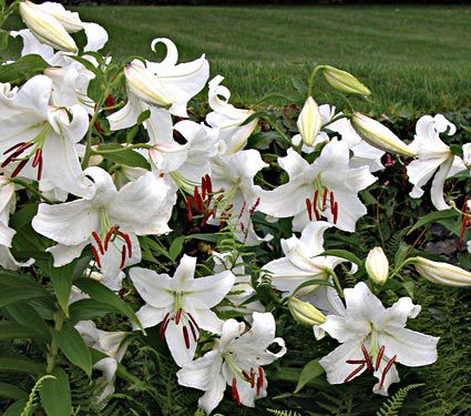 Lily Casa Blanca