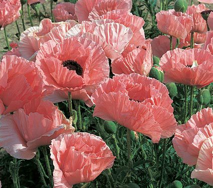 Papaver orientale Poppy Helen Elizabeth