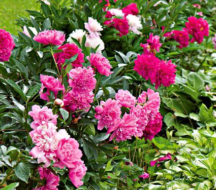 Old Time Peony Collection