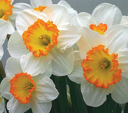 Large-Cupped Daffodils