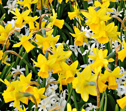 Miniature Daffodils