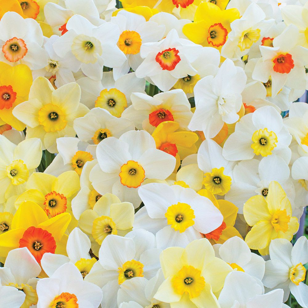 Small-Cupped Daffodils