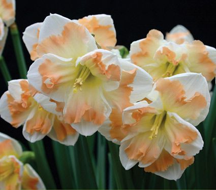 Split-Corona Daffodils