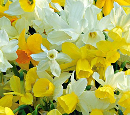 Triandus Daffodils