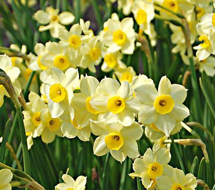 Tazetta Daffodils