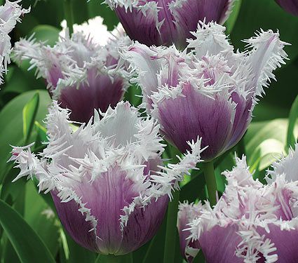 Fringed Tulips