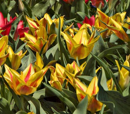 Greigii Tulips