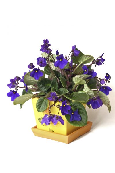 African violet flowers.