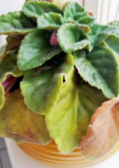 yellow african violet leaves