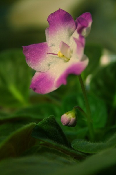 african-violet-flower