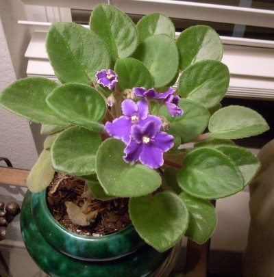 african-violets