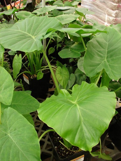 alocasia plants