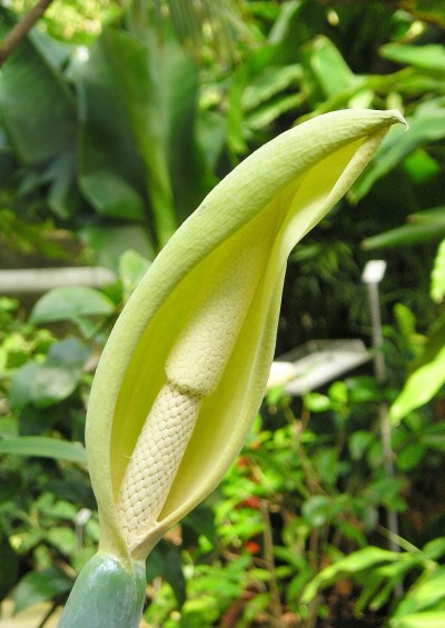 alocasia flower
